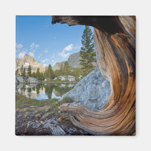 Inyo National Forest, California Magnet
