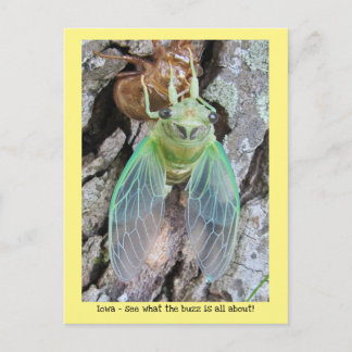 Iowa Cicada emerging from shell Postcard