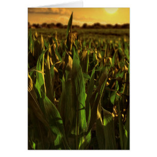 Iowa Corn Landscape Card