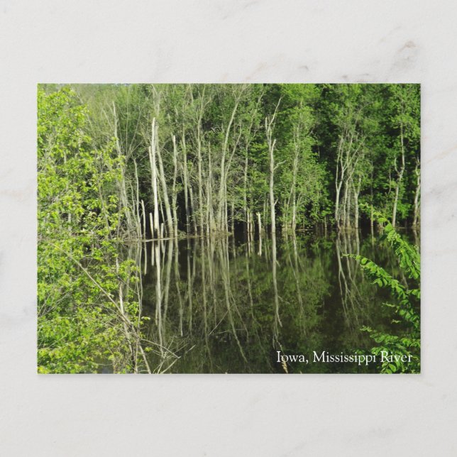 Iowa on the Mississippi River Postcard (Front)