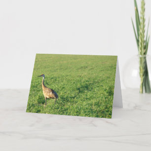 Iowa Sandhill Crane Card