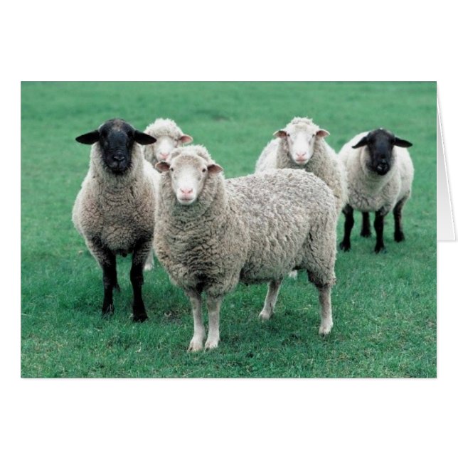 Iowa Sheep (Front Horizontal)