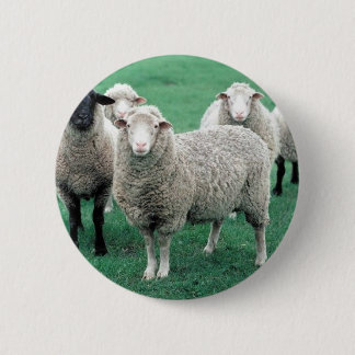 Iowa Sheep 6 Cm Round Badge