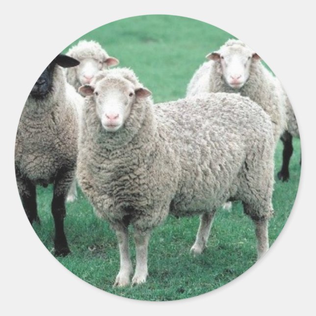 Iowa Sheep Classic Round Sticker (Front)