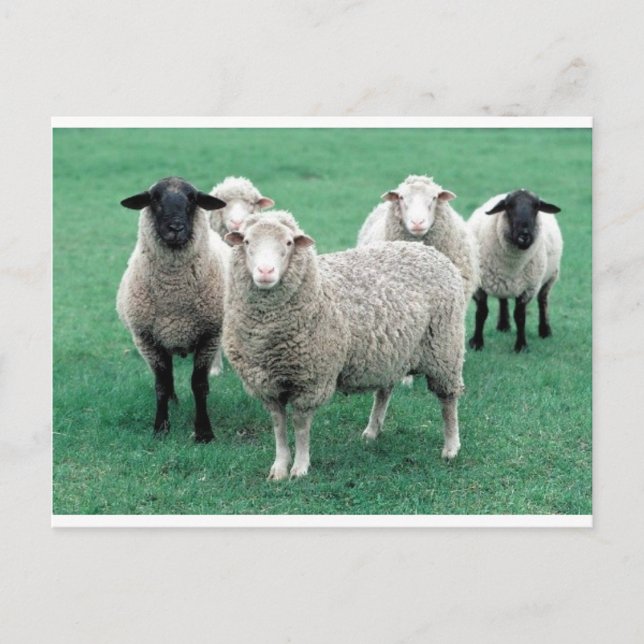Iowa Sheep Postcard (Front)