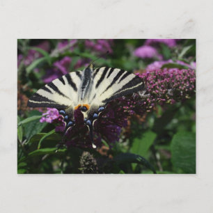 Iphiclides podalirius postcard