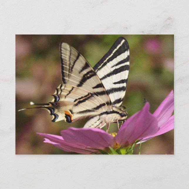 Iphiclides podalirius postcard (Front)