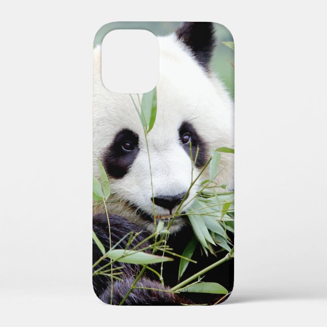 iPhone case Photo giant panda , animals. (Back)