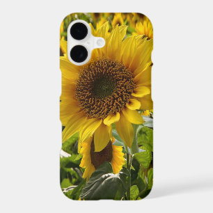 IPhone Cases Sunflowers