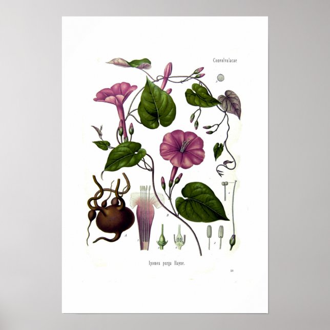 Ipomea purga (jalap) poster (Front)