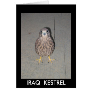 IRAQ  KESTREL BLANK CARD