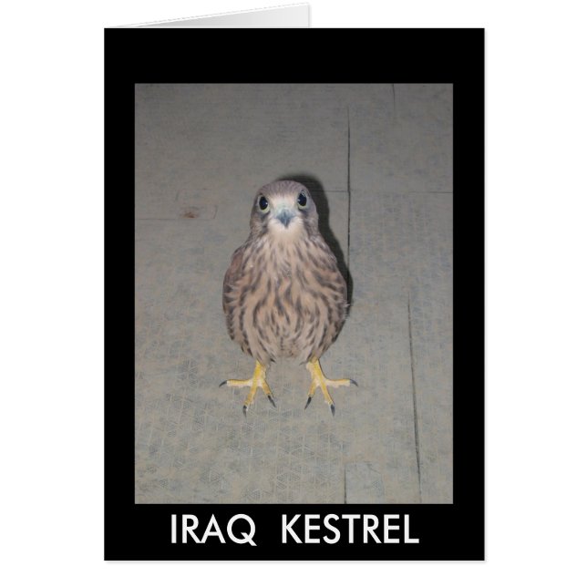 IRAQ  KESTREL BLANK CARD (Front)