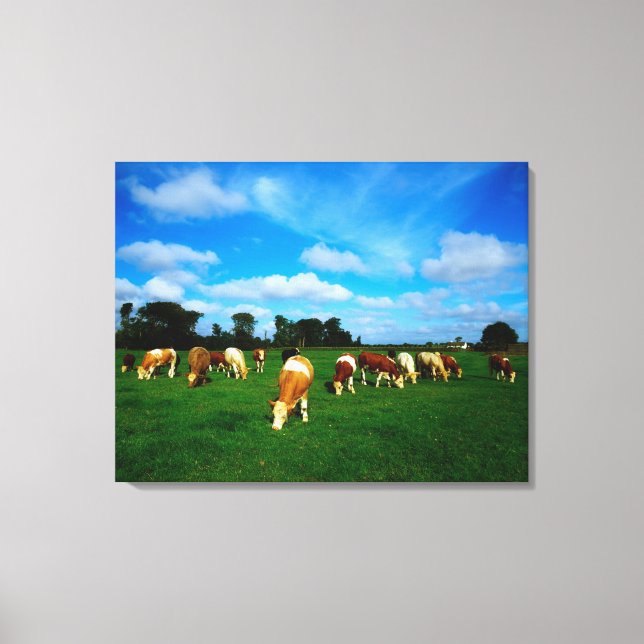 Ireland, Herd Of Cattle Grazing Canvas Print (Front)