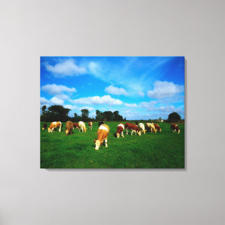 Ireland, Herd Of Cattle Grazing Canvas Print
