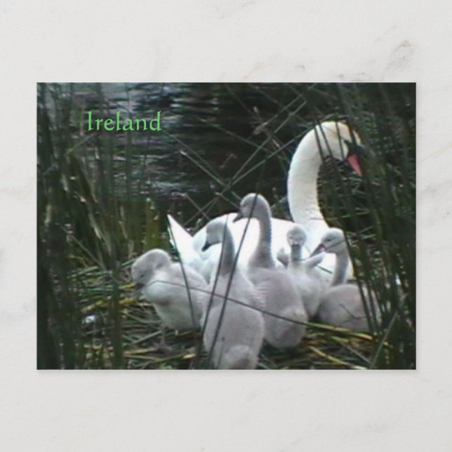 Ireland Postcard (Front)