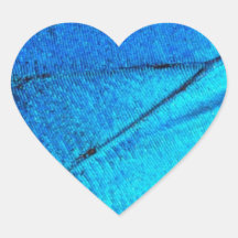 Iridescent Blue Butterfly Wing