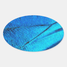 Iridescent Blue Butterfly Wing