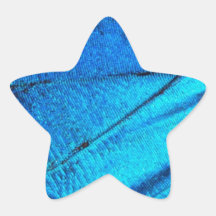 Iridescent Blue Butterfly Wing