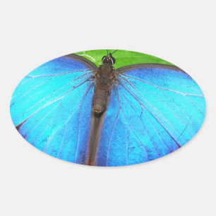 Iridescent Blue with Black Butterfly Wings Oval Sticker