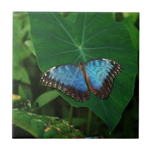 Iridescent Blue with Black Butterfly Wings Tile