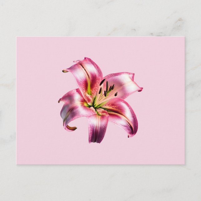 Iridescent Holographic Pink Asiatic Lily Postcard (Front)