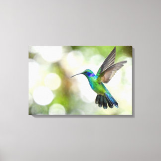 Iridescent Hummingbird Flies Through Water Drops Canvas Print