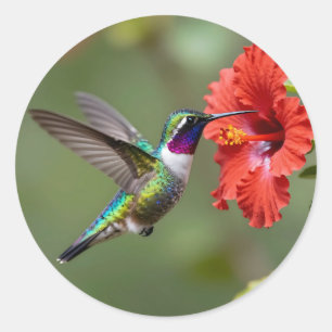 Iridescent Hummingbird Hibiscus Flower Portrait Classic Round Sticker