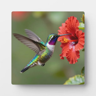 Iridescent Hummingbird Hibiscus Flower Portrait Plaque