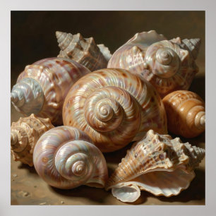 Iridescent Seashell Still Life  Poster