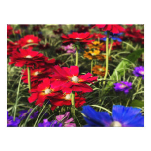 Iridescent Spring Photo Print