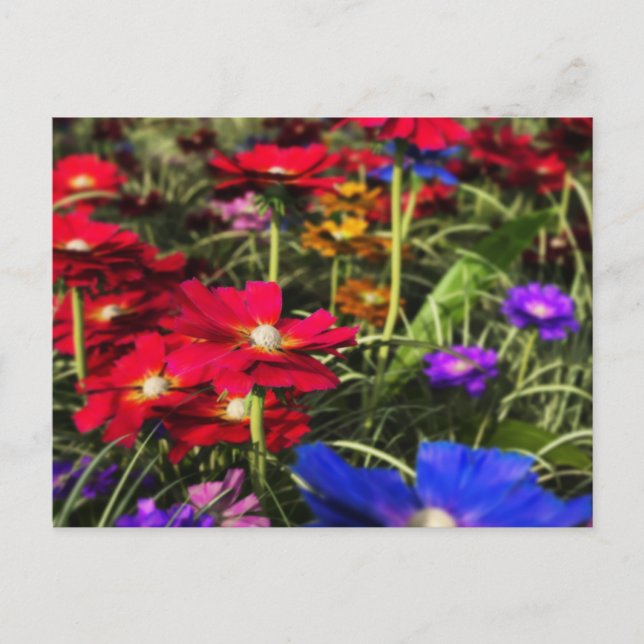 Iridescent Spring Postcard (Front)