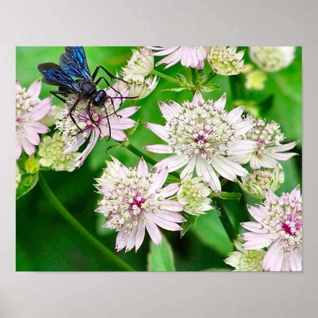 Iridescent Wasp On Flowers Close Up Poster (Front)
