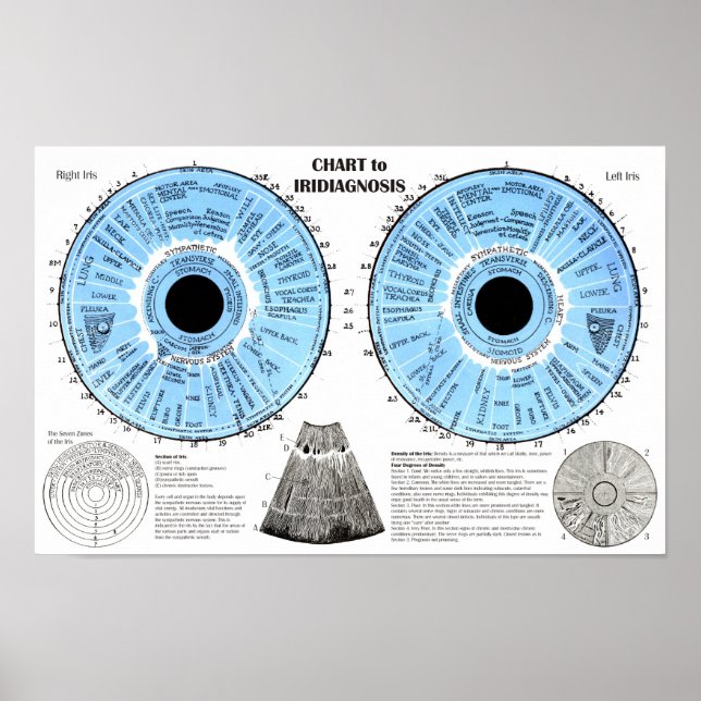 Iridiagnosis Iridology Eye Chart  (Front)