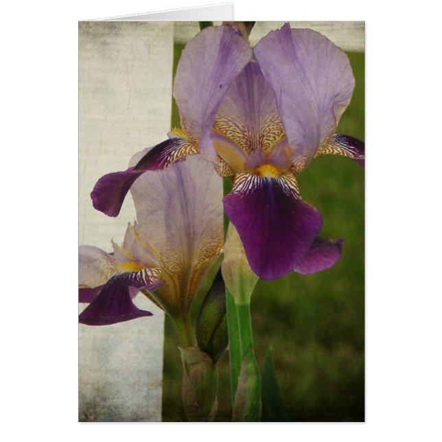 Iris (Front)