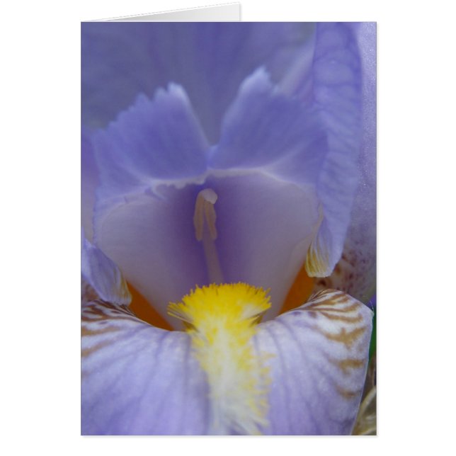 Iris (Front)