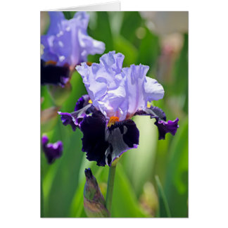 Iris 0992
