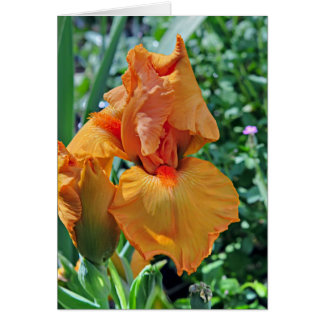 Iris 797