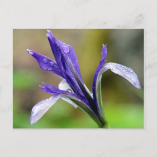 Iris After the Rain Postcard