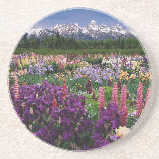 Iris and Lupine garden and Teton Range, Coaster (Front)