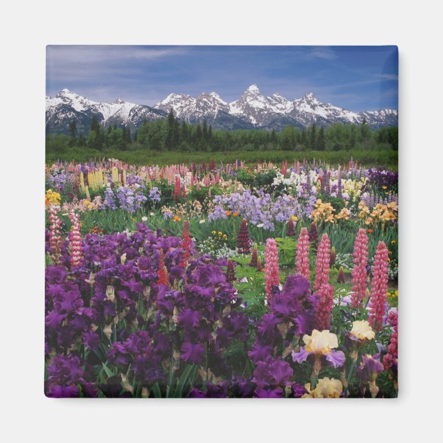 Iris and Lupine garden and Teton Range, Magnet (Front)