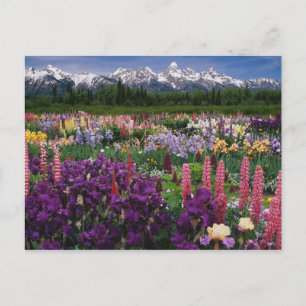 Iris and Lupine garden and Teton Range, Postcard