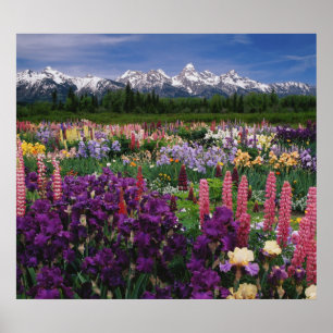 Iris and Lupine garden and Teton Range, Poster