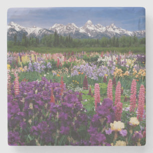 Iris and Lupine garden and Teton Range, Stone Coaster