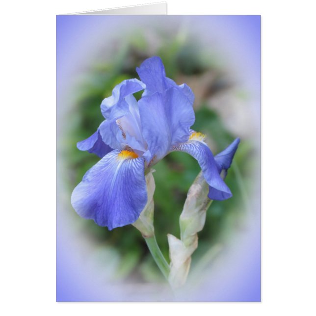 Iris Beauty (Front)