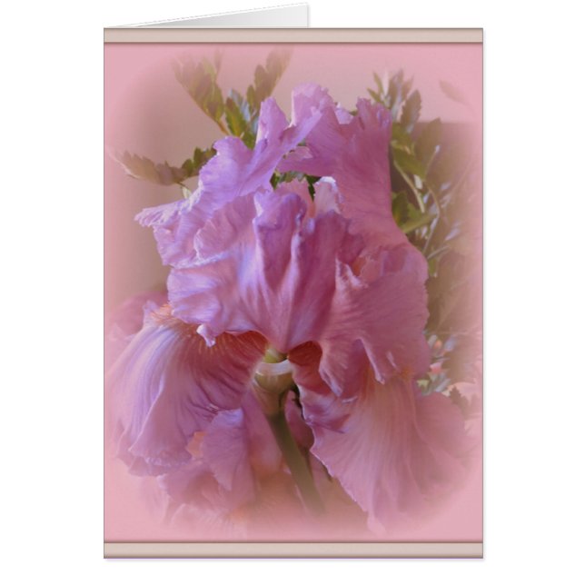Iris Beauty (Front)