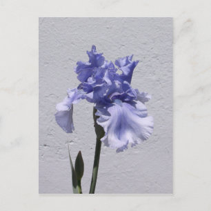 Iris Bloom Postcard