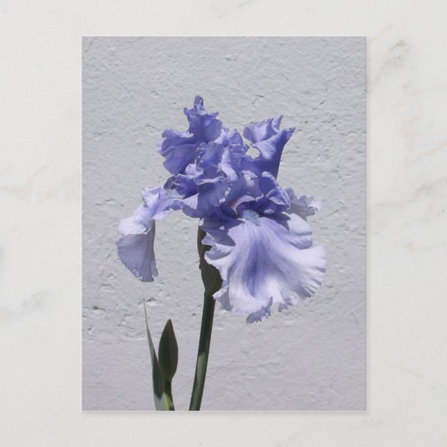Iris Bloom Postcard (Front)