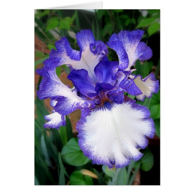 Iris ~ Blue and White (Front)