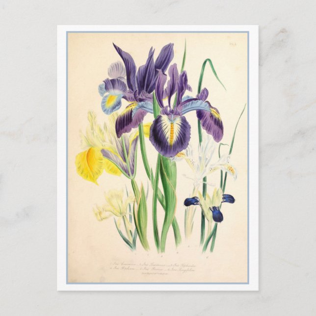 Iris Botanical Illustration Vintage Postcard (Front)