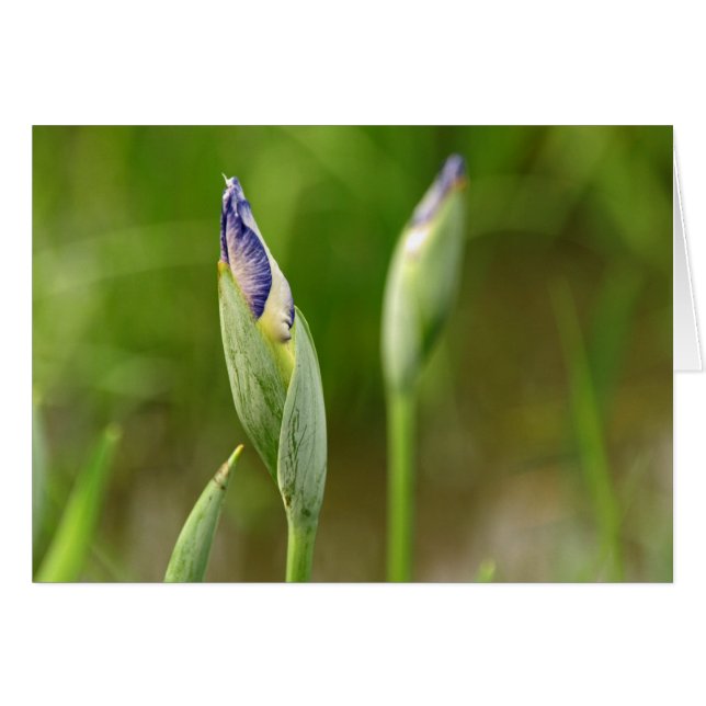 Iris Buds (Front Horizontal)